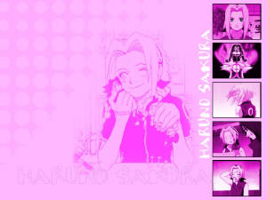 sakura.jpg